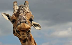 Hamilton Zoo announced the death of one of its giraffes, Masamba, on Friday.