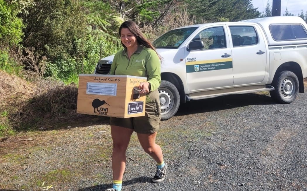 Department of Conservation ranger Nikki Hartley carries the kiwi back to the bush on Mt Tiger.