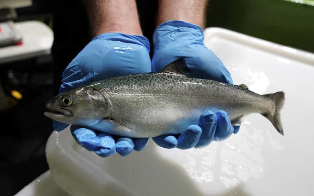 Chinook Salmon being monitored for thermo-tolerance and growth, Cawthron Institute, Nelson.