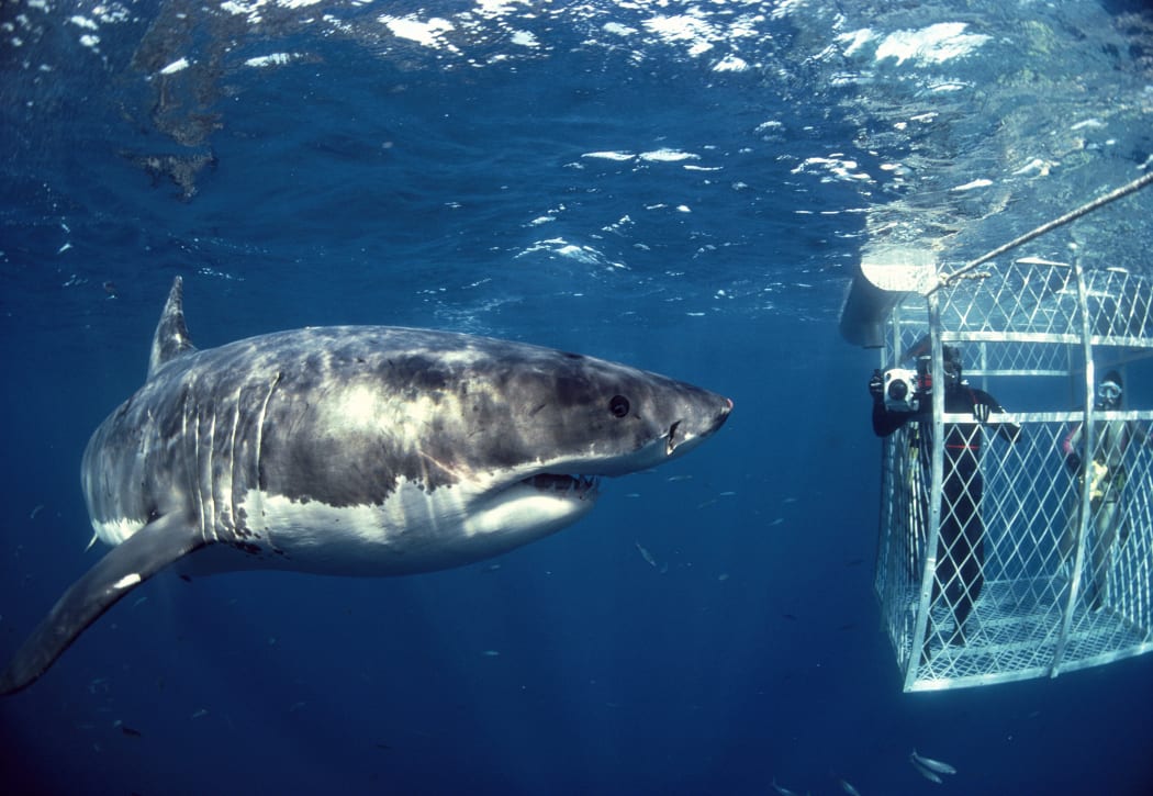 Cage diving with sharks
