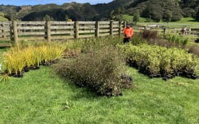 Project Lead Landscaper Sam Guerin inspects the plants being planted alongside the Mimi River