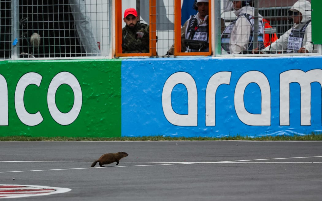 A groundhog during the Canadian Grand Prix.
