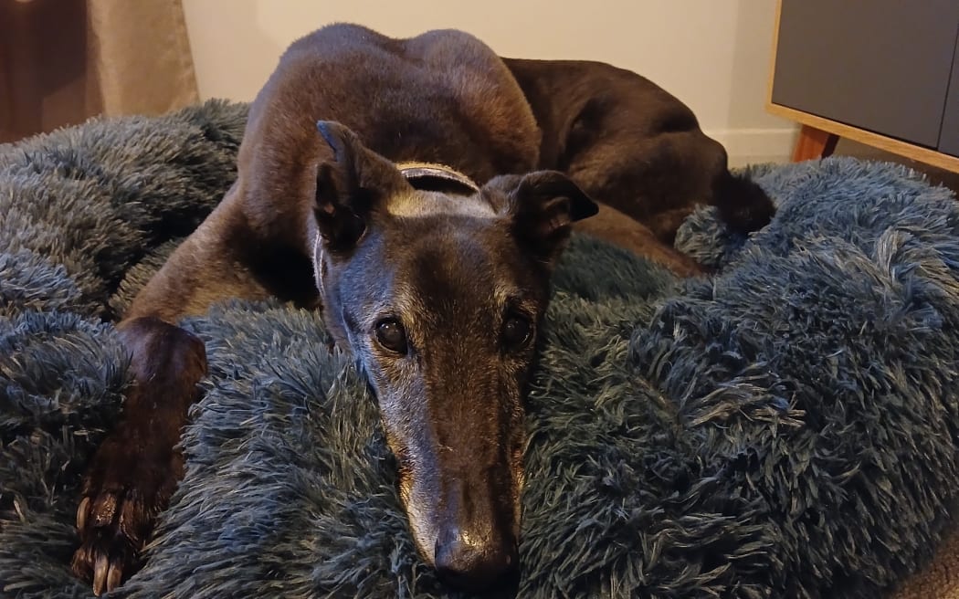 some of the pets and companion animals from across Aotearoa that will be listening to Concert for Animals on RNZ Concert.