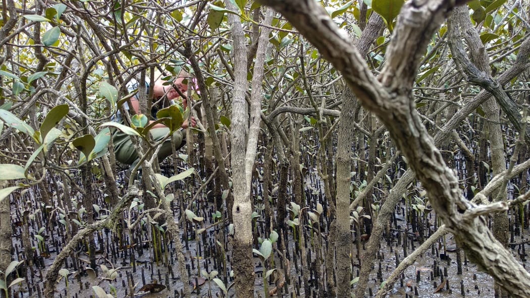 Dense mangrove forests can be tricky to navigate!