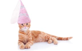 cat hat