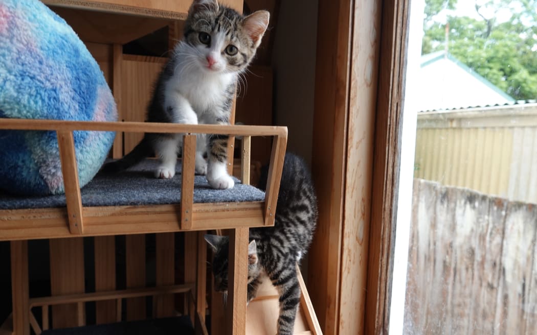 The cat room at Māmā Mini's is full of play equipment for the kittens.