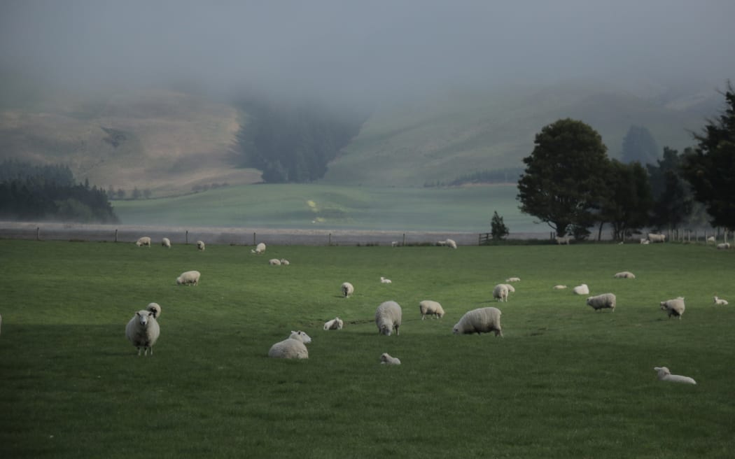 Sheep in Southland