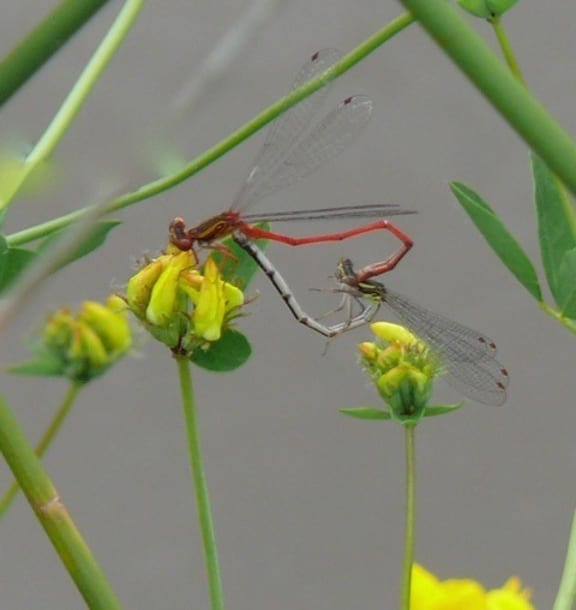 A pair of common redcoat damselflies form a heart shape as they mate.