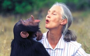 Jane Goodall and chimp