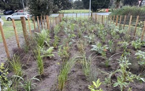 The new Miyawaki microforest planted by TreeSpace Kapiti.