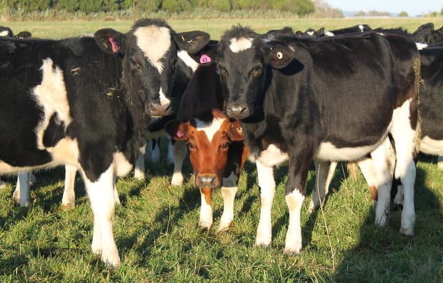 dairy