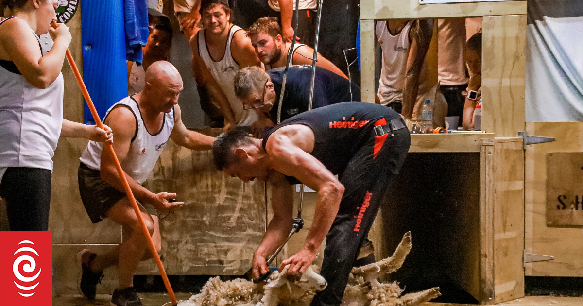 Kiwi sheep shearers 'go through hell' to break long-standing