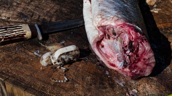 Peter Davy found an oesophagus clip inside a fish