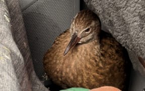 Ranger the weka at the end of his 300km drive.