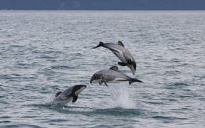 Hector's Dolphins at Cloudy Bay