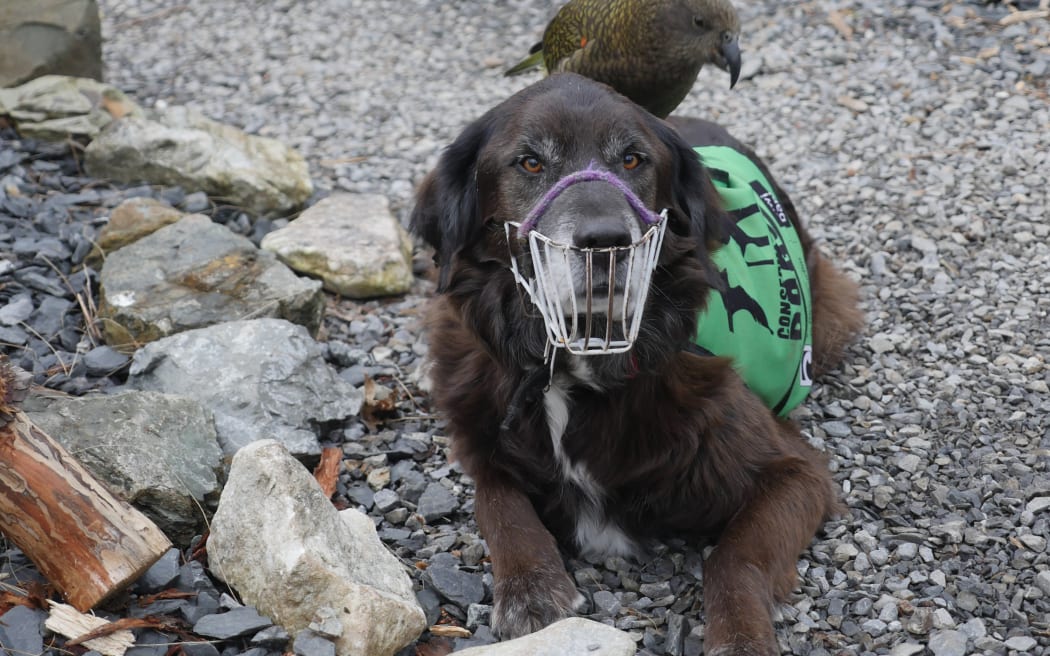 Ajax the Kea dog
