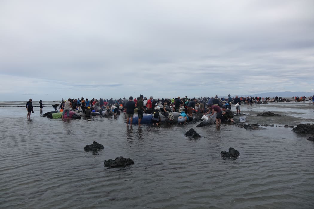 Hundreds of people arrived at Farewell Spit last February to help in what was mainland New Zealand's biggest whale stranding since records began.
