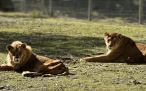 Meeka the lion and her son Mambila