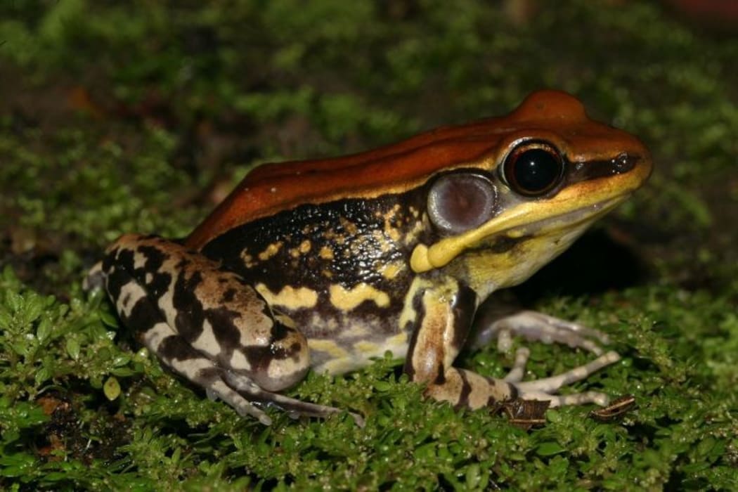 Hylarana malabarica