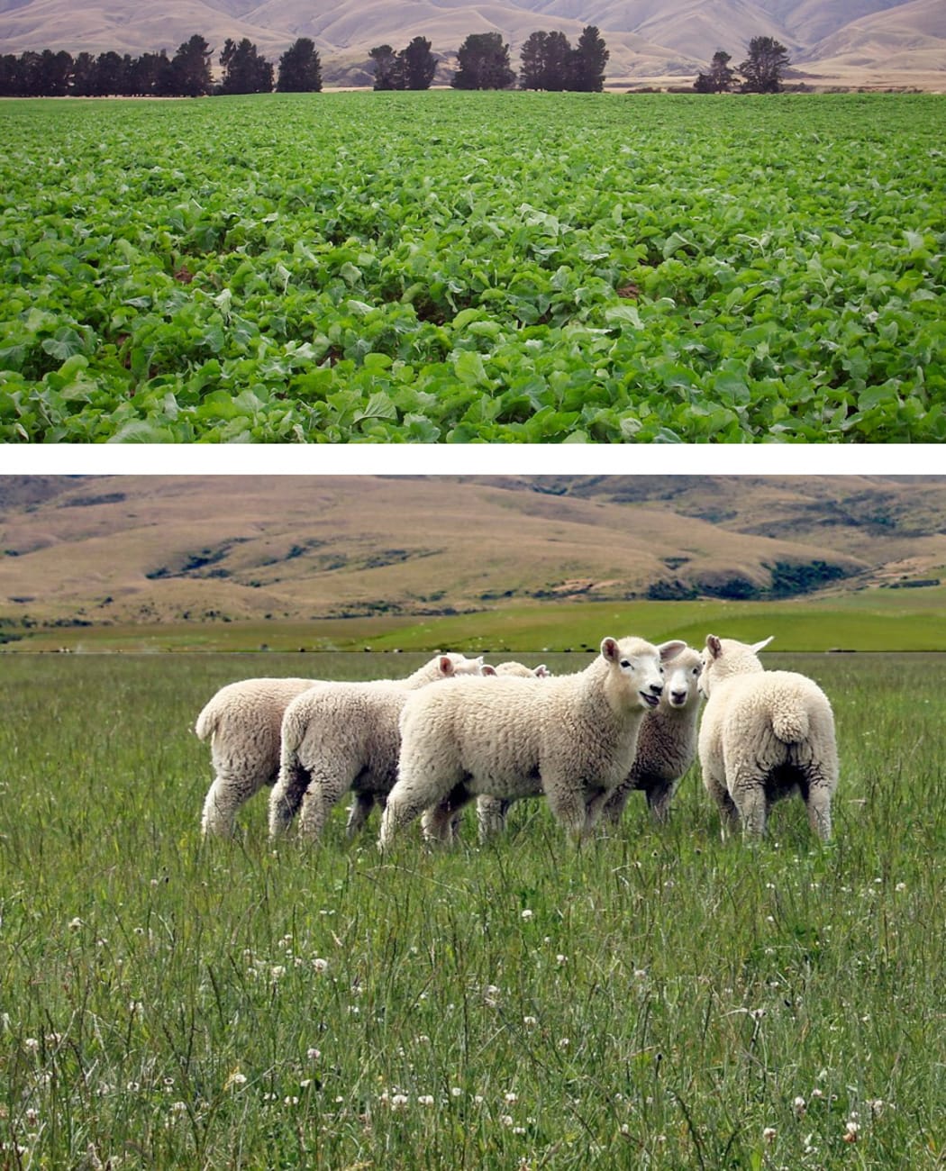 Bio-farmed winter crop (top) and spring pasture (bottom)