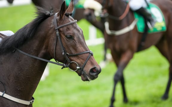 Thirty thoroughbred race horses were due to be flown to Hong Kong in July last year.