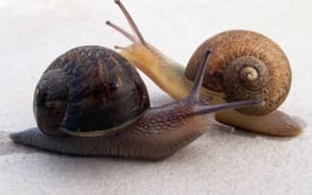 Ned was unearthed in a Wairarapa garden earlier this month and was found to be something quite special - a left handed snail.