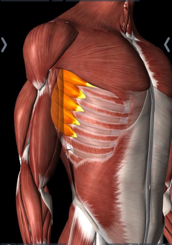 Pita Taufatofua tore his serratus muscles, causing sharp pain along the side and lower ribs.