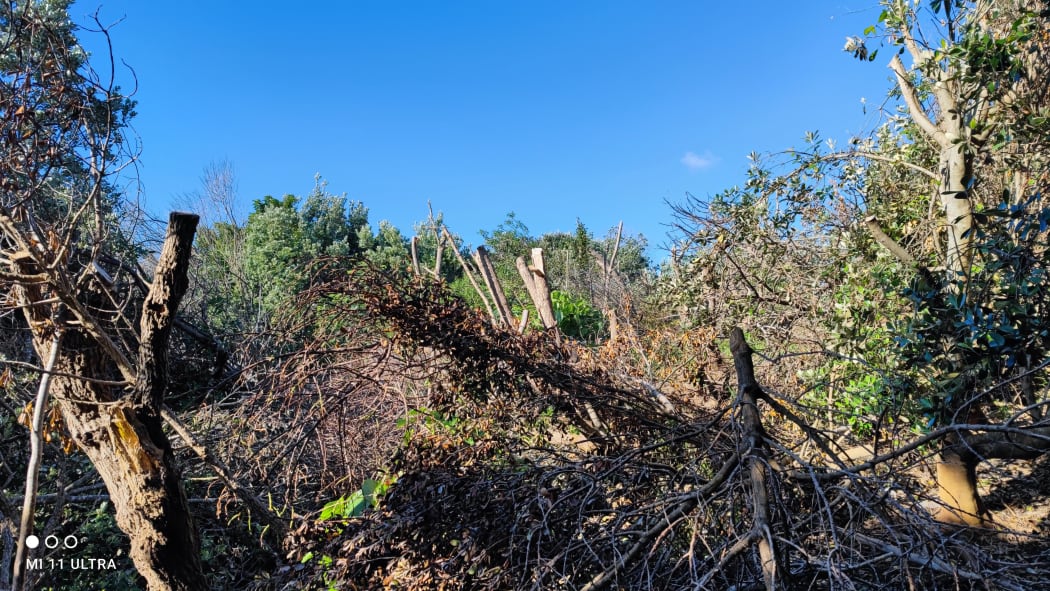 Trees felled at Marine Esplanade Reserve, Mairanga Bay, Auckland