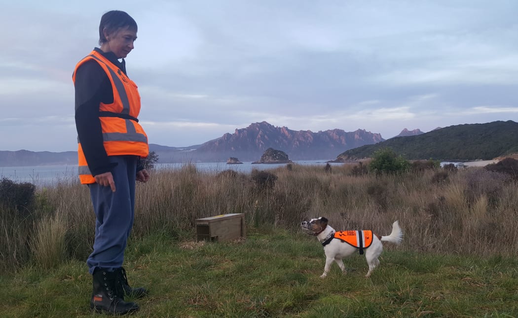 Conservation dog handler Sandy King with her rodent detector dog Gadget, at work on Whenua Hou - Codfish Island. The wooden box contains a rat trap.