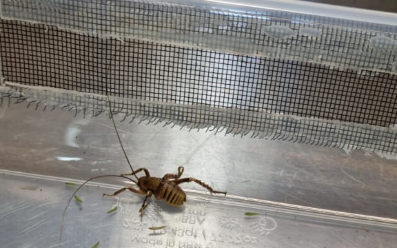 A Mahoenui giant wētā that is about five months old.
