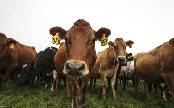 Brighter Future - Dairy. Dairy farming family the Mathieson's, Ewen, Dianne and Melissa talk about the boom and bust of their industry since 2008 and how they got through some of the tougher times.