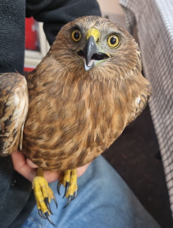 A young harrier hawk about to be returned to the wild.