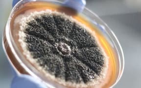 Perfect penicillin