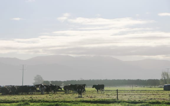 A generic herd of dairy cows on a South Canterbury farm.