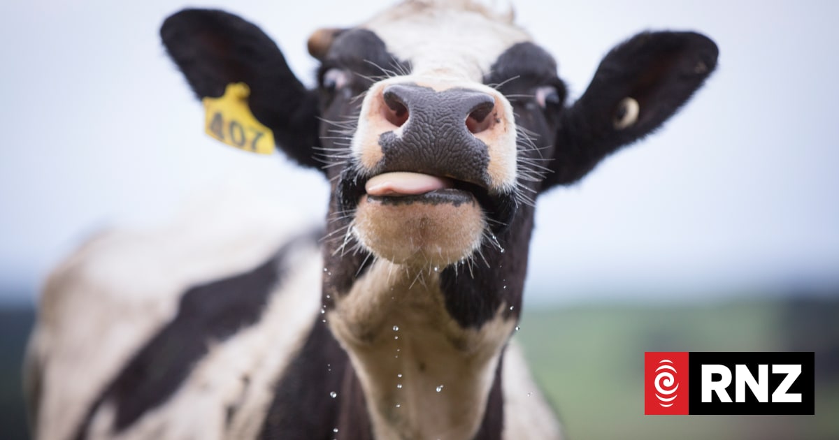 Cow bones could offer cheap alternative for human jaw repair, dental treatment, researchers say