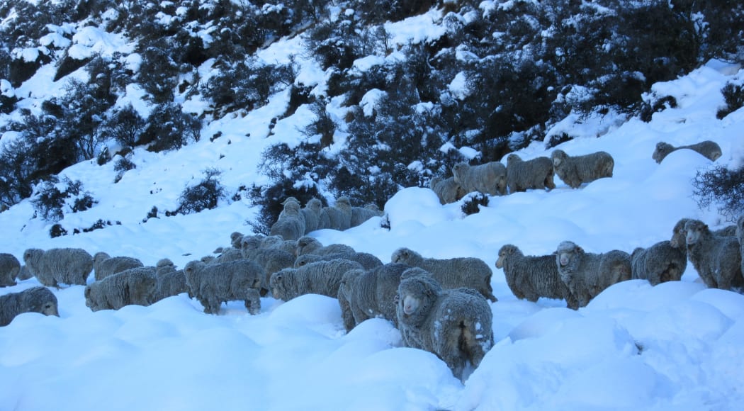 Sheep in the snow at the high-country Erewhon Station