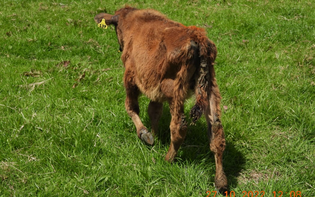 One of the calves found on the farm.
