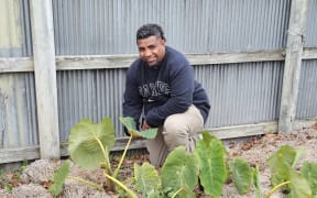Salvation Army Minister with the taro planted in the Ashburton Community Garden.