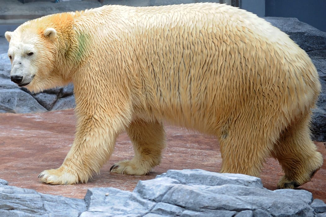 Inuka the polar bear is seen in his enclosure during his 25th birthday at the Singapore Zoo on December 16, 2015