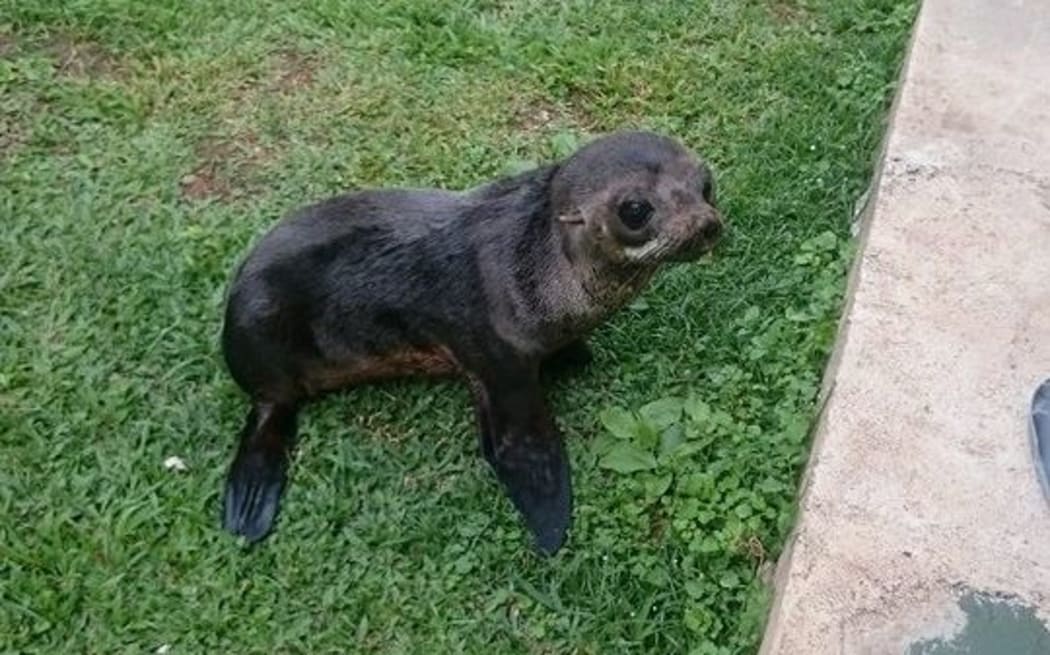 The baby sea lion was found on the French Polynesian island of Raivavae last Saturday.