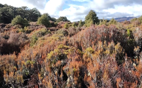 This is the kind of highly flammable vegetation which has been burnt showing inanga (Dracophyllum filifolium) (red front), mānuka (Leptospermum scoparium) and mountain toatoa (Phyllocladus alpinus)