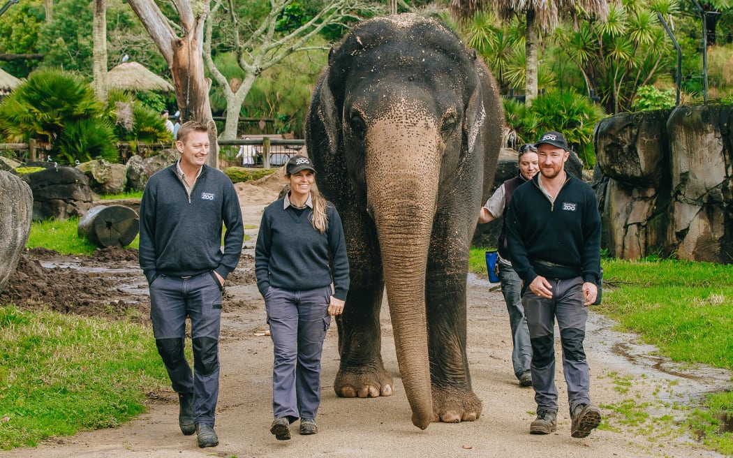 Andrew, Corryn and Odin have now all taken permanent roles at Monarto Safari Park to stay with Burma.