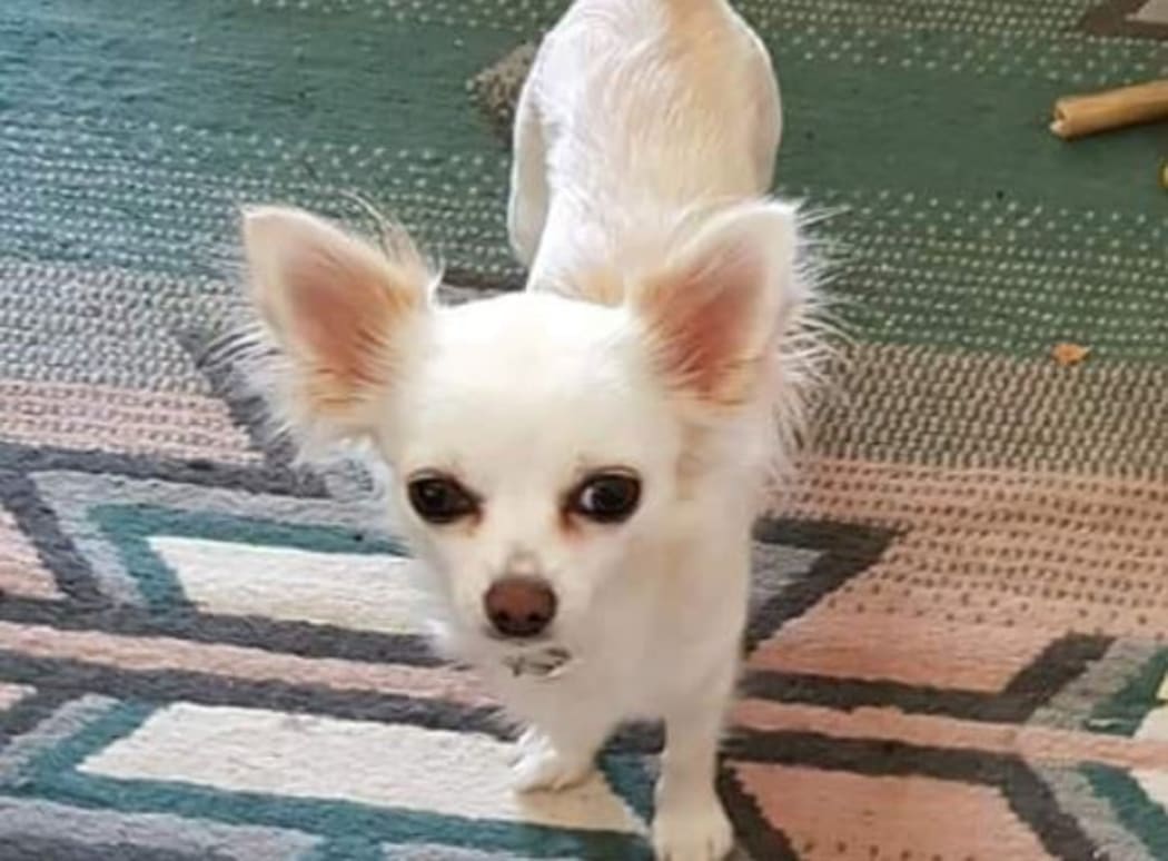 Aaron Price is trying to find his grandmother's chihuahua Bubbles before she wakes up from a coma following a car crash.
