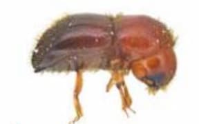 Ambrosia beetle