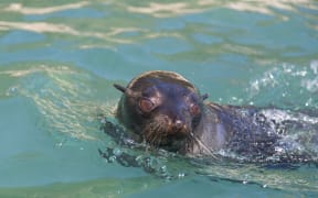 A seal in Abel Tasman National Park