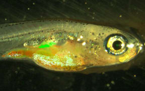 Cells transmitting information to the next generation in fish (highlighted green) do not erase memory attached to DNA as humans do.