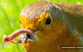 What kind of bird is Harry? Meghan? Royals photographer takes lens to the garden in lockdown