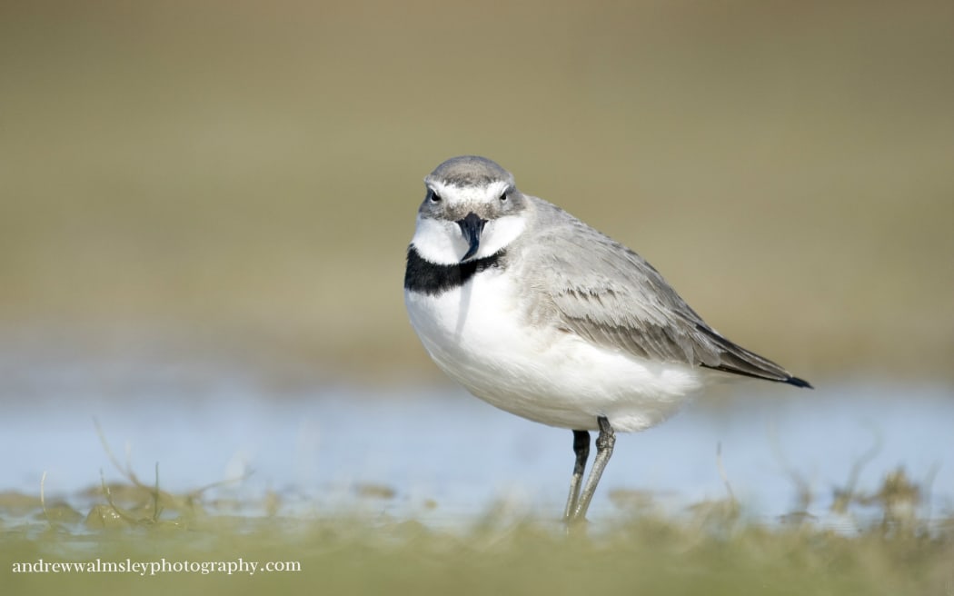 The Wrybill