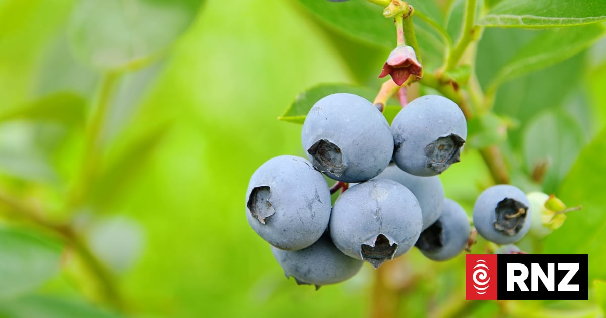 NZ's blueberry industry raises alarm over proposed import standards