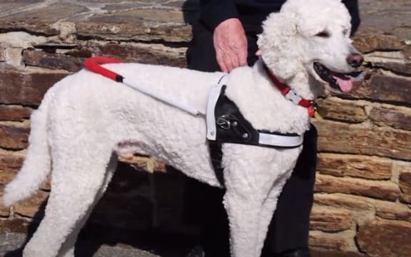 Guss, George Taggart's assistance dog.
